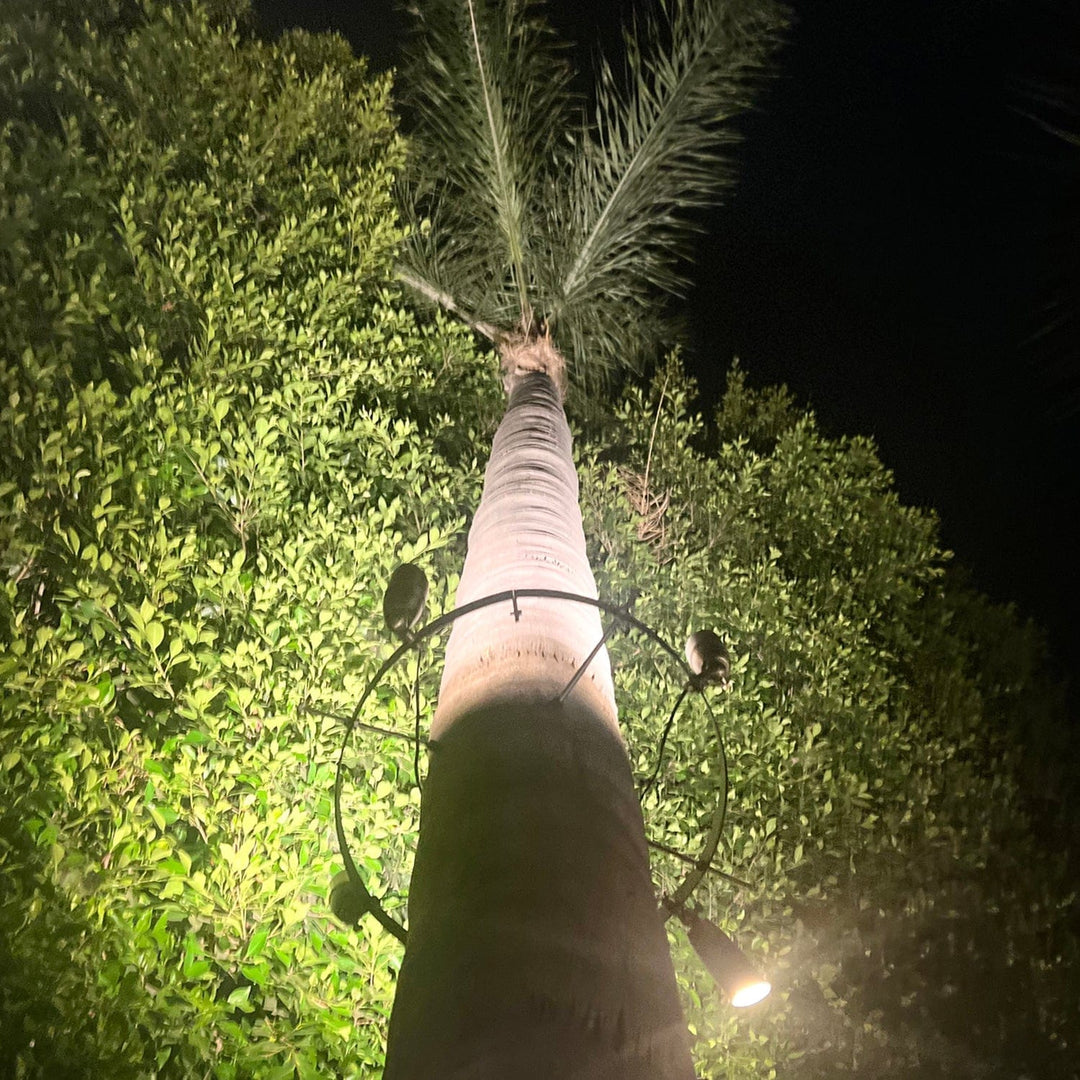 TRA01 Palm Tree Mounting Ring Light Bracket Outdoor Lighting Accessory ...